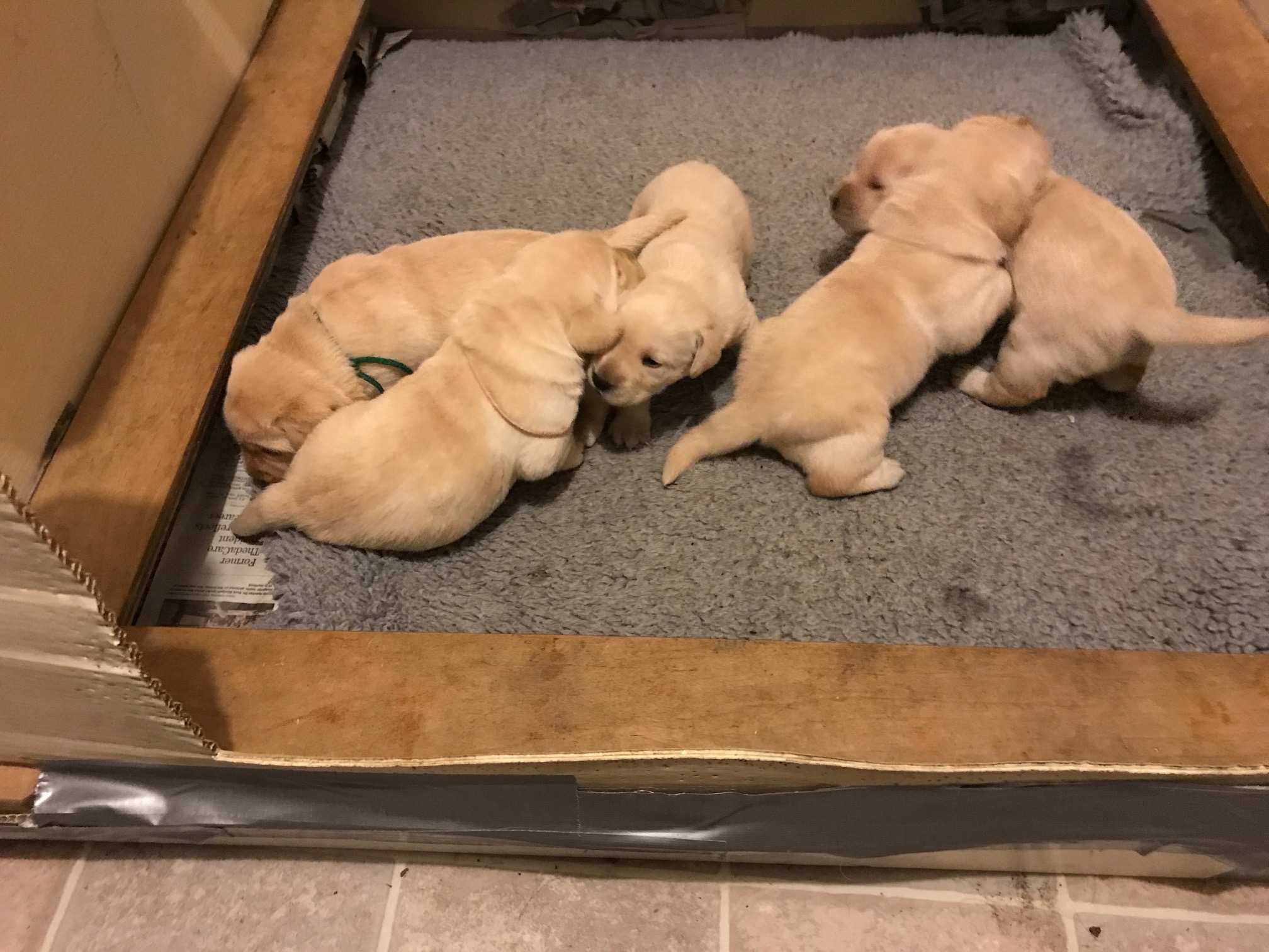 Toastie's pups