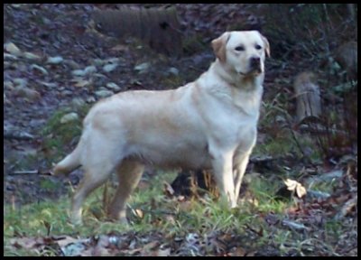 photo of yellow lab standing in snow