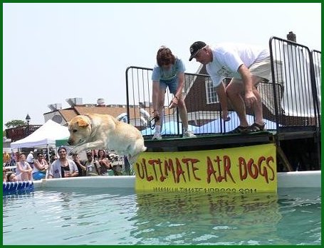 lab leaping off dock