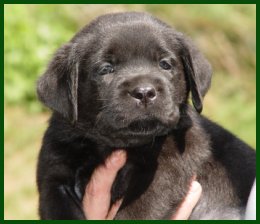 black puppy