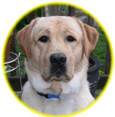 photo of yellow lab's face