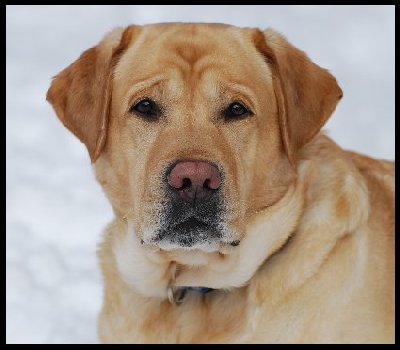 yellow lab 