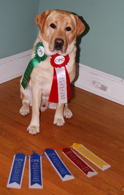 Bosun with ribbons from one weekend of showing