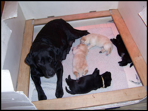 black and yellow Lab pups