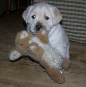 photo of yellow lab puppy with toy