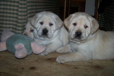 photo of 3 yellow lab puppies