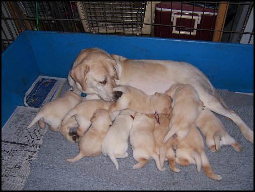 Daisy with her pups