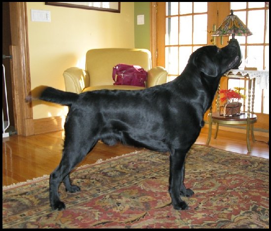 black lab 