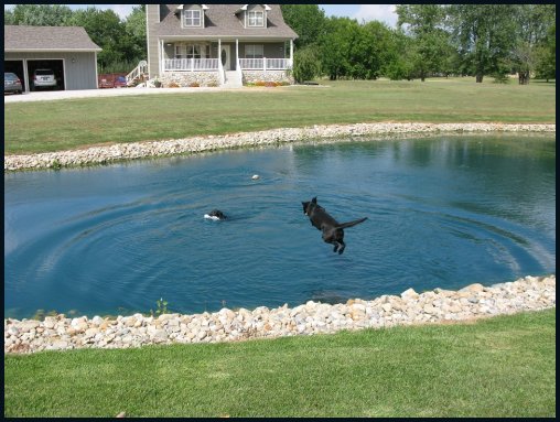 labs swimming