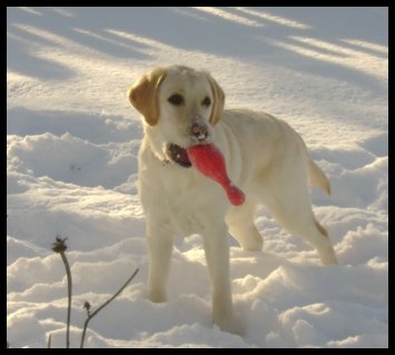 yellow lab 