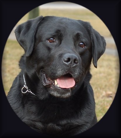 Jake photo of labrador