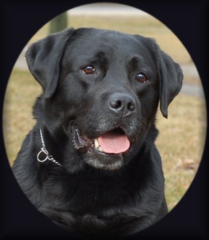 photo of labrador