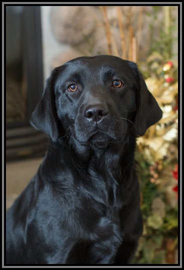 black lab, Jilly