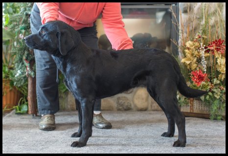 black Lab, Jilly