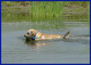 photo of Dash retrieving a duck