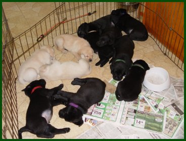 puppies napping