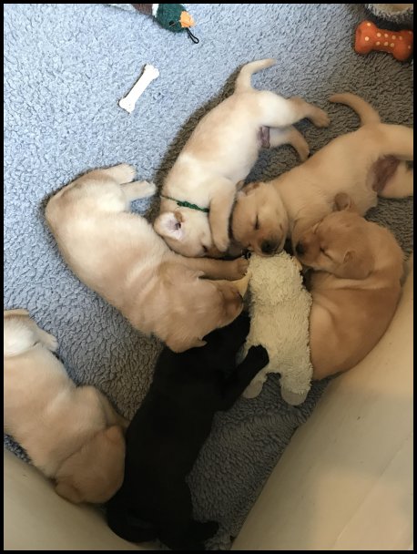 Jilly's pups