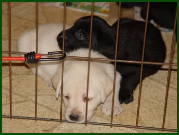 yellow and black puppy sleeping