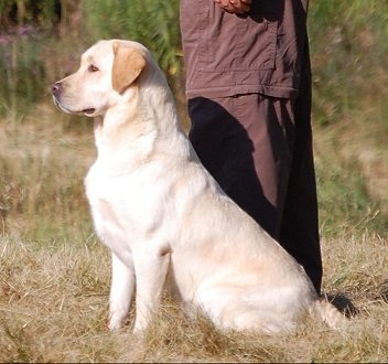 yellow lab sitting