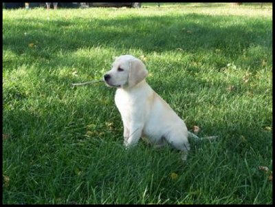 photo of yellow puppy sitting in grass
