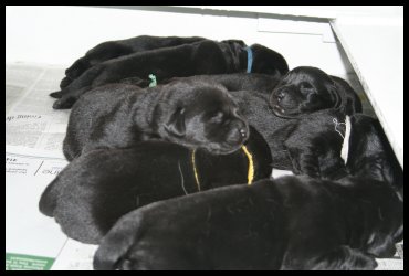 litter of black Lab puppies