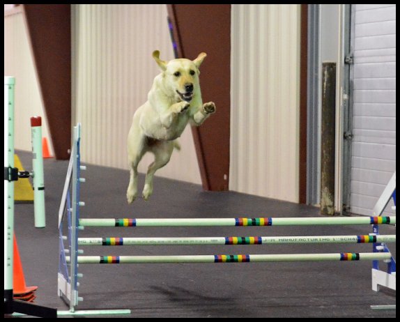yellow lab, Toastie at an agility trial