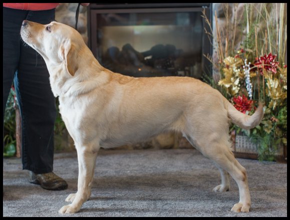 yellow lab, Toastie