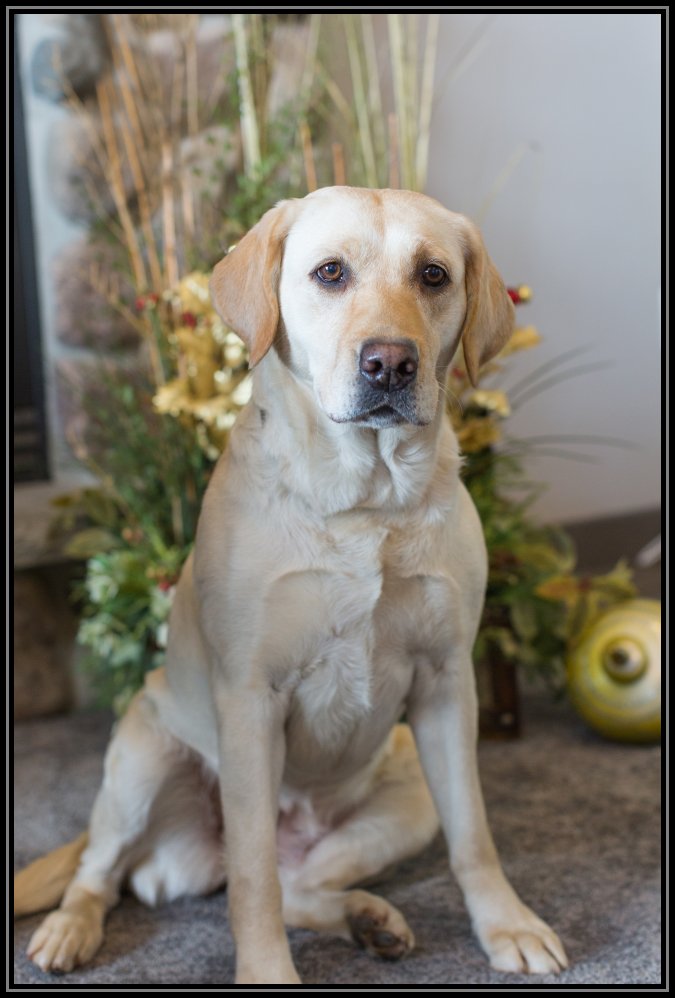 yellow lab, Toastie