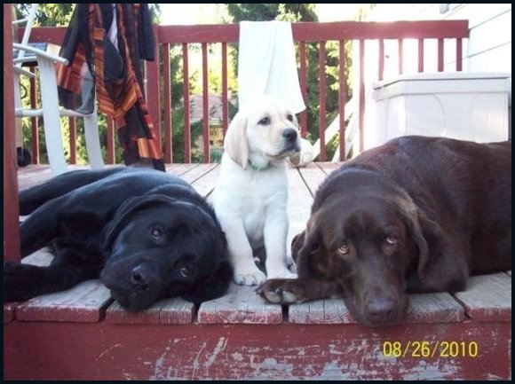 yellow lab puppy with adult labs