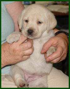 yellow puppy